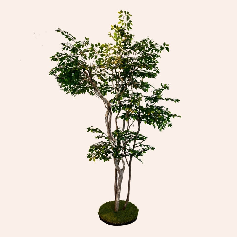 Ficus branch tree