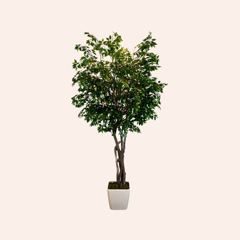 Ficus Tree